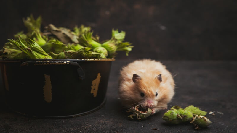 How To Use Traps For Effective Rat Control